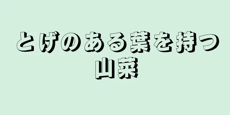 とげのある葉を持つ山菜