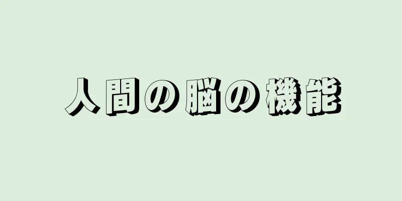 人間の脳の機能