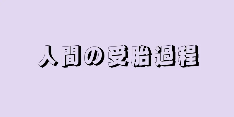 人間の受胎過程