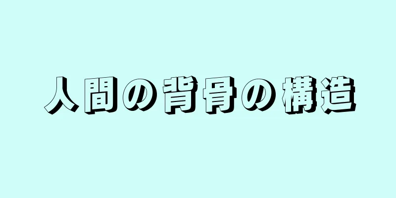 人間の背骨の構造