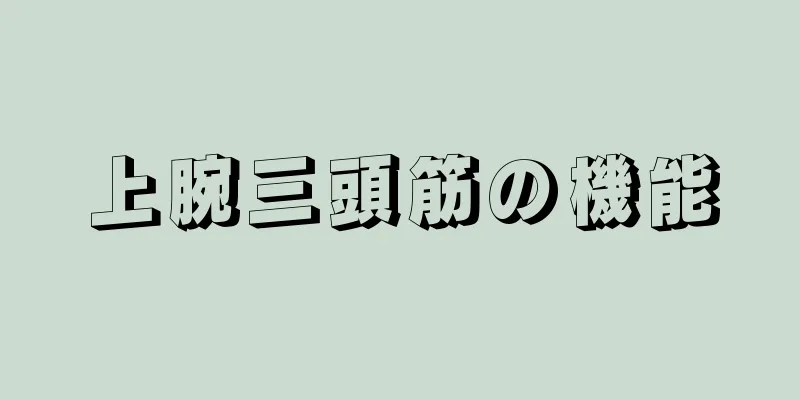 上腕三頭筋の機能