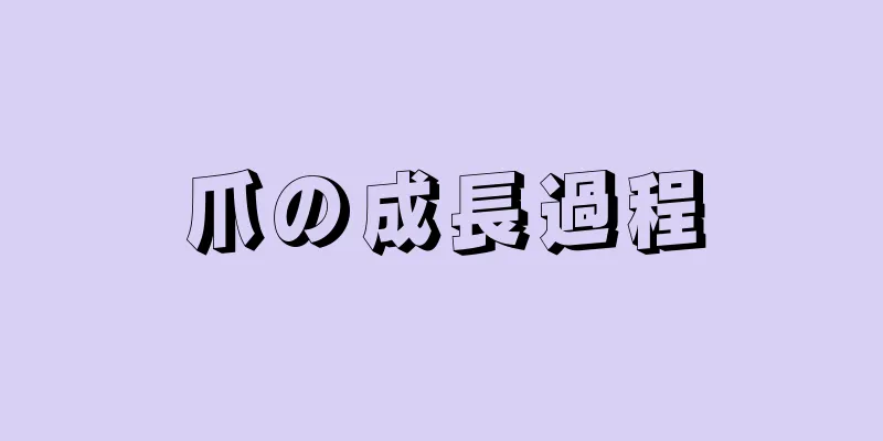 爪の成長過程