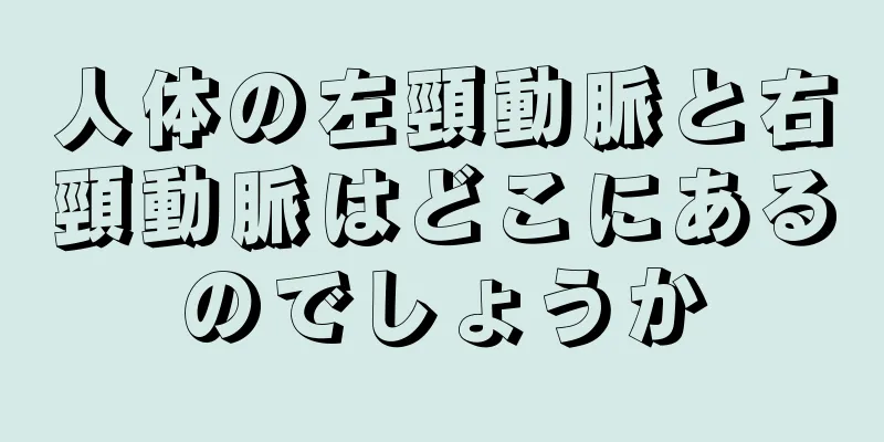 人体の左頸動脈と右頸動脈はどこにあるのでしょうか