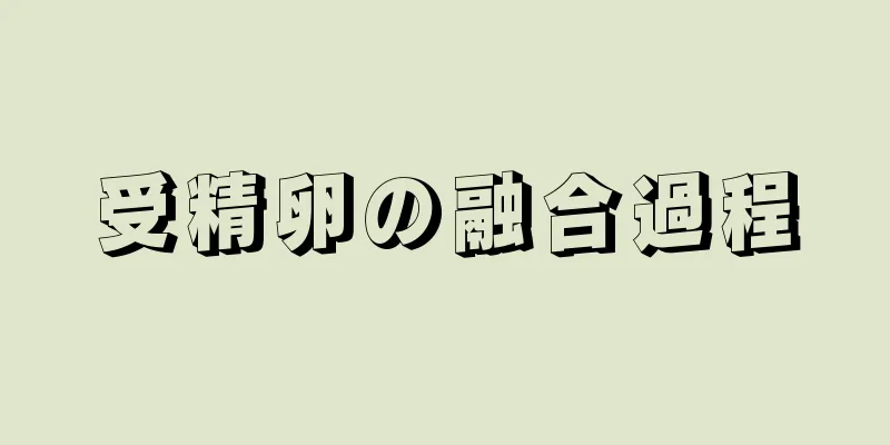 受精卵の融合過程