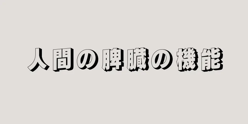 人間の脾臓の機能