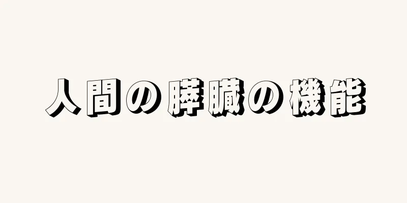 人間の膵臓の機能