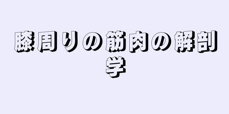 膝周りの筋肉の解剖学