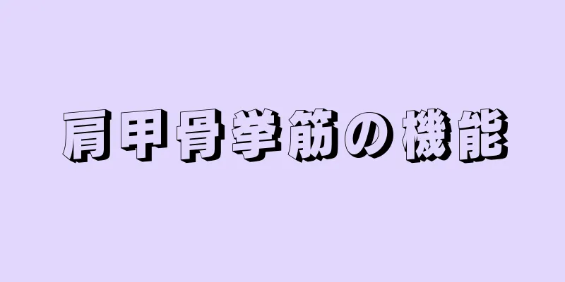 肩甲骨挙筋の機能