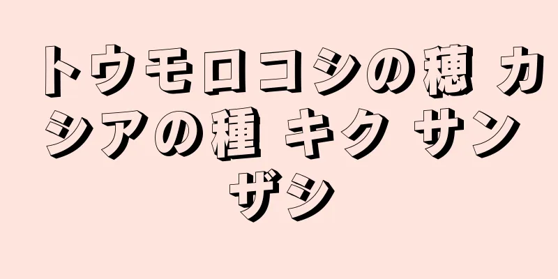 トウモロコシの穂 カシアの種 キク サンザシ