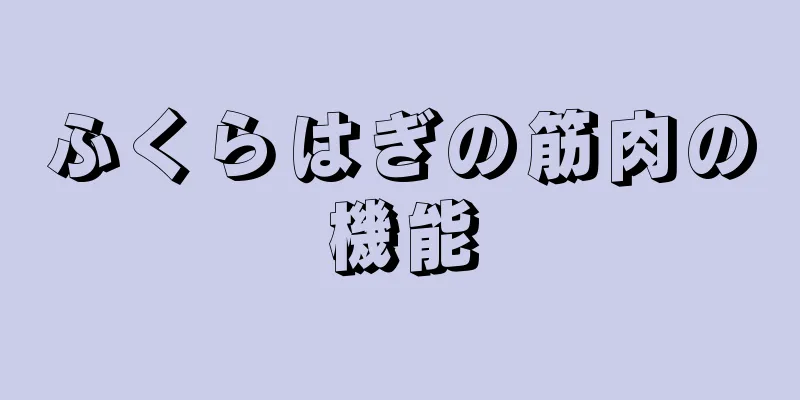 ふくらはぎの筋肉の機能