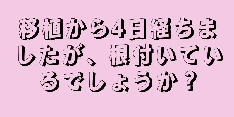 移植から4日経ちましたが、根付いているでしょうか？