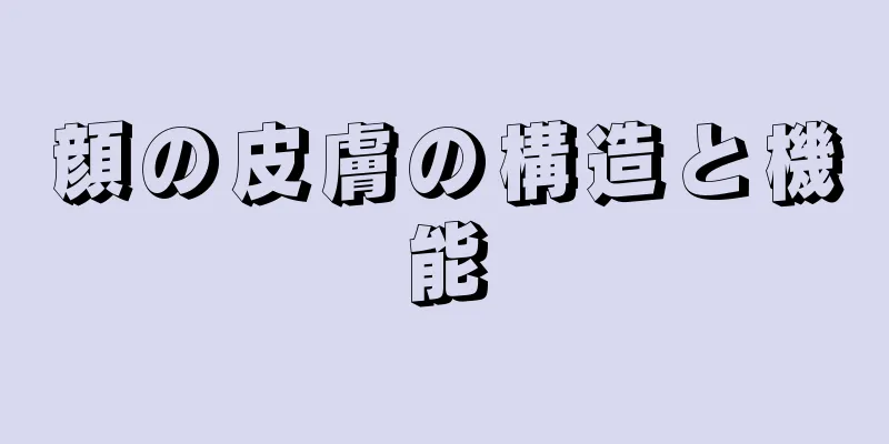 顔の皮膚の構造と機能