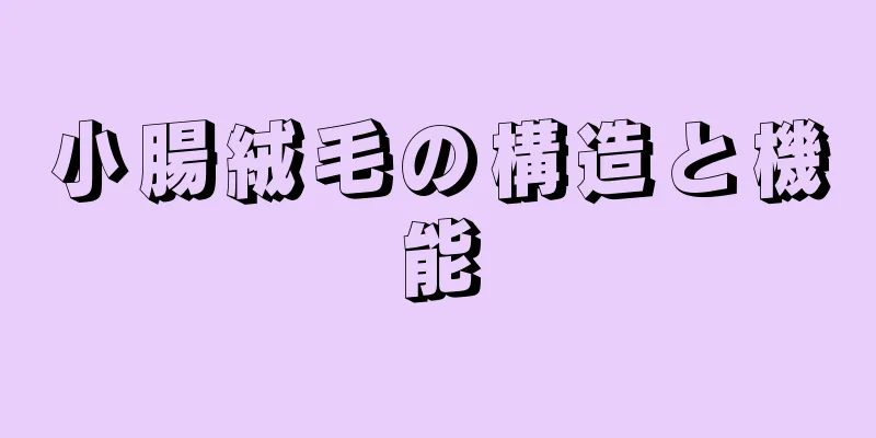 小腸絨毛の構造と機能