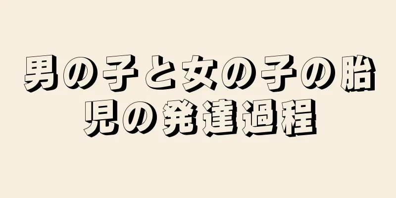 男の子と女の子の胎児の発達過程