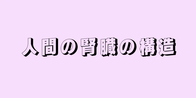 人間の腎臓の構造