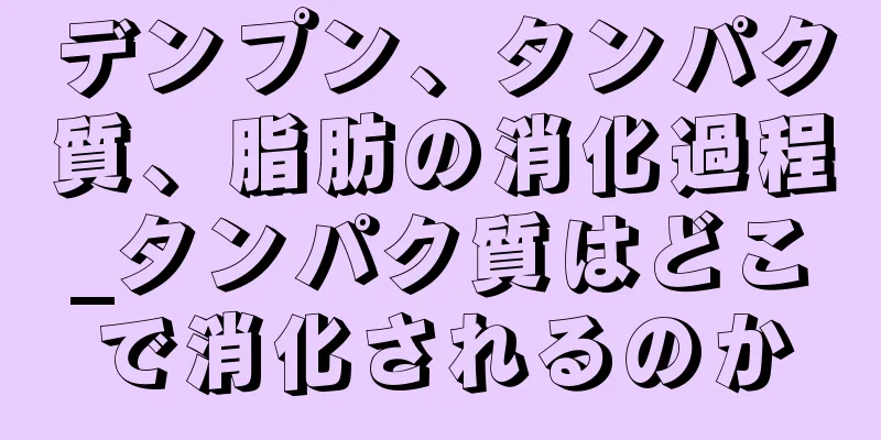 デンプン、タンパク質、脂肪の消化過程_タンパク質はどこで消化されるのか