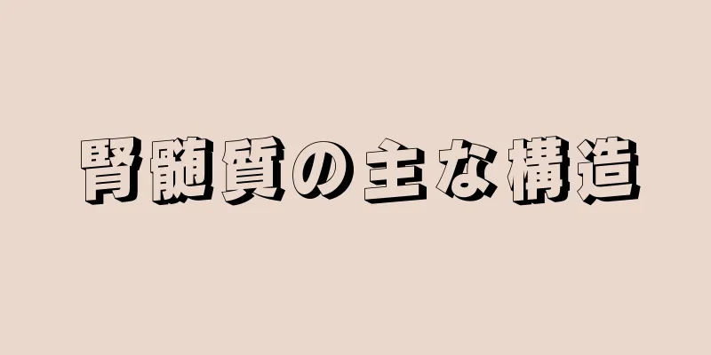 腎髄質の主な構造