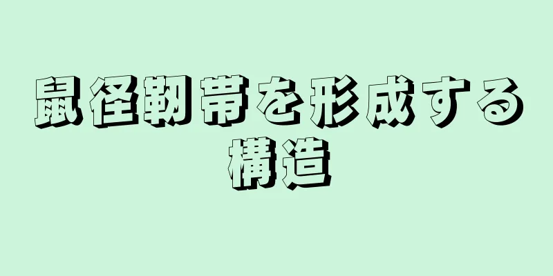 鼠径靭帯を形成する構造