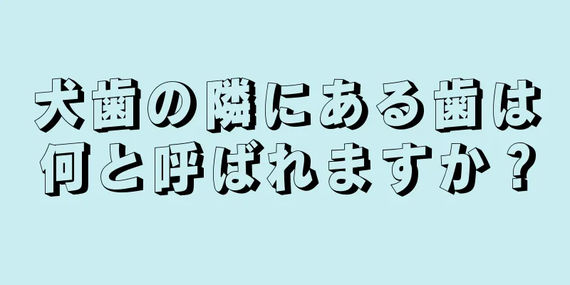 犬歯の隣にある歯は何と呼ばれますか？