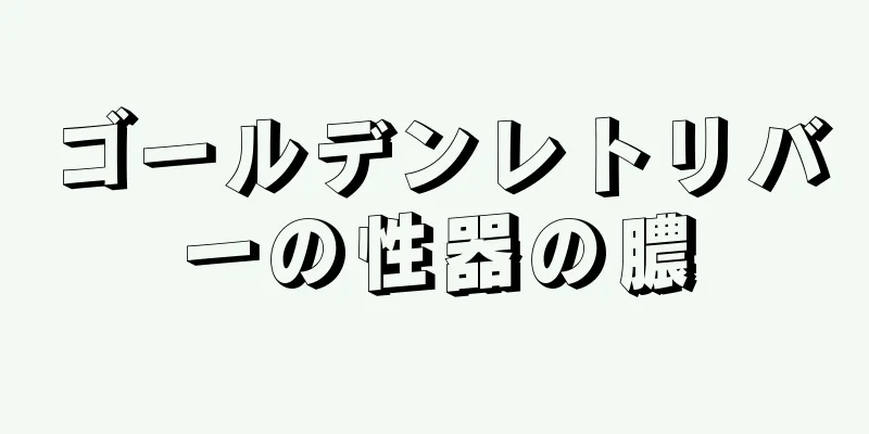 ゴールデンレトリバーの性器の膿