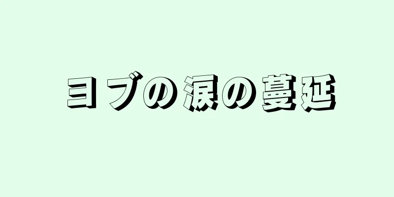 ヨブの涙の蔓延