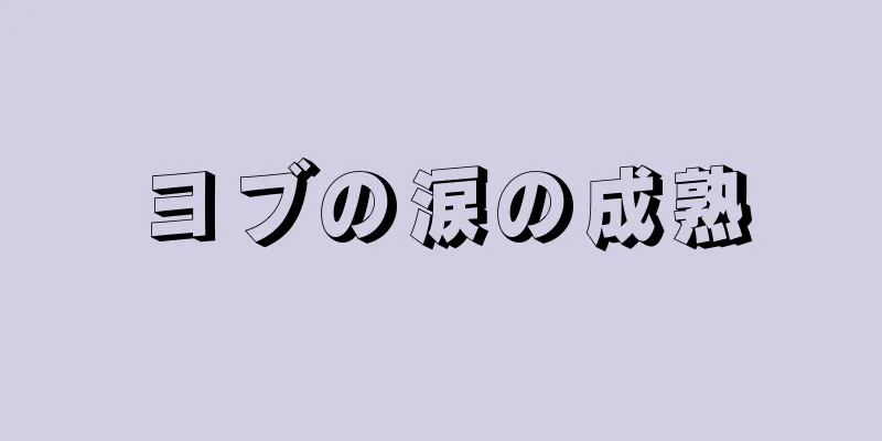 ヨブの涙の成熟