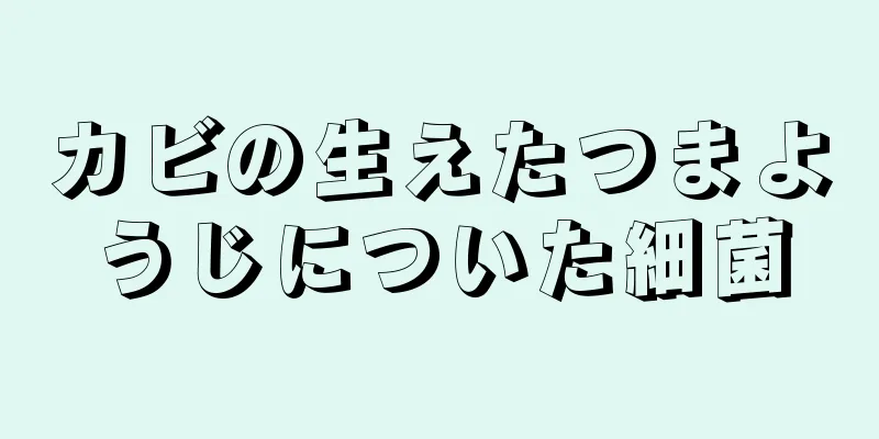 カビの生えたつまようじについた細菌