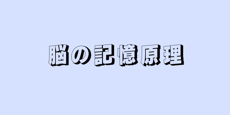 脳の記憶原理