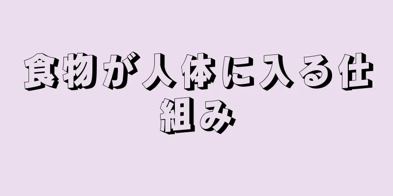 食物が人体に入る仕組み