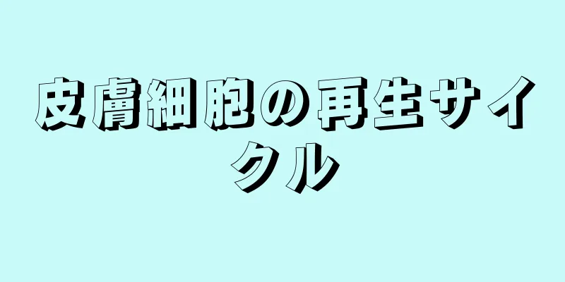 皮膚細胞の再生サイクル