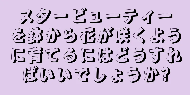 スタービューティーを鉢から花が咲くように育てるにはどうすればいいでしょうか?