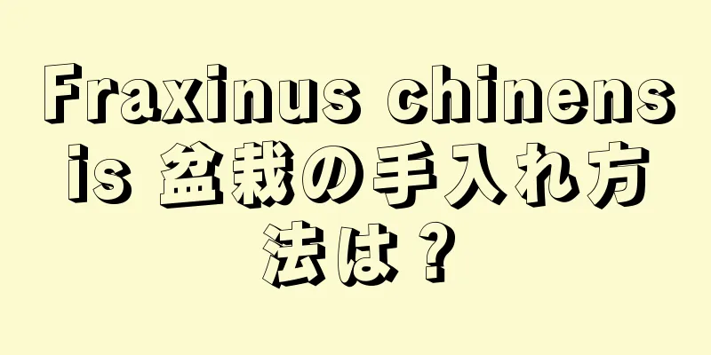 Fraxinus chinensis 盆栽の手入れ方法は？