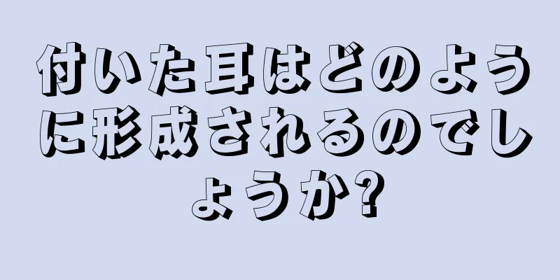 付いた耳はどのように形成されるのでしょうか?