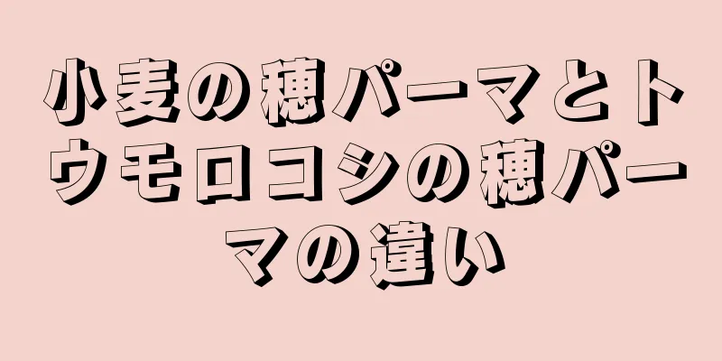 小麦の穂パーマとトウモロコシの穂パーマの違い