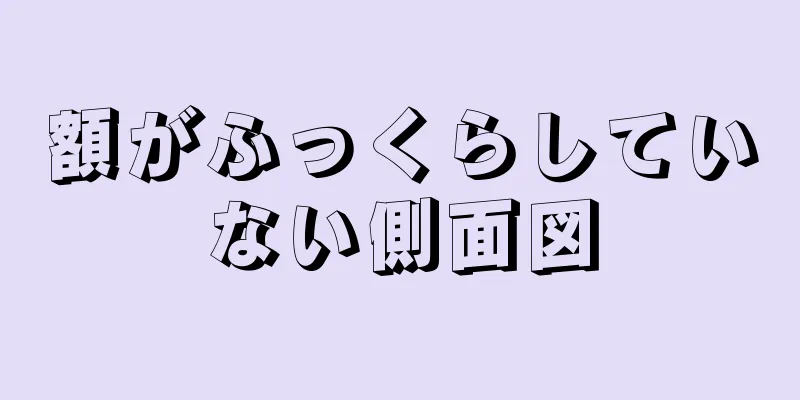 額がふっくらしていない側面図