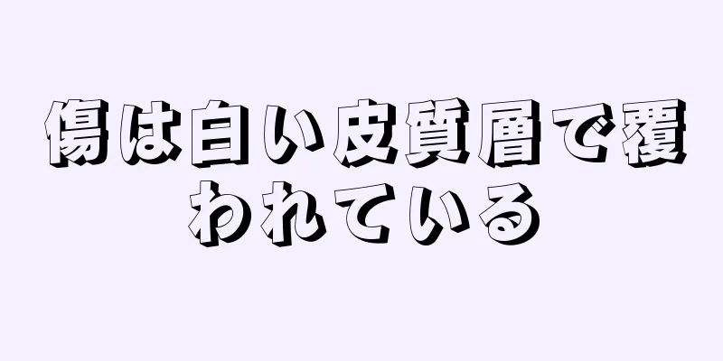 傷は白い皮質層で覆われている