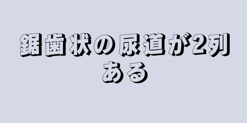 鋸歯状の尿道が2列ある