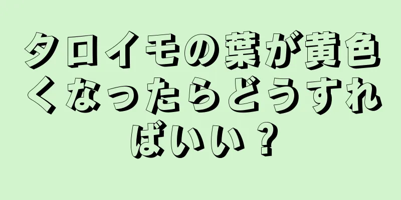 タロイモの葉が黄色くなったらどうすればいい？