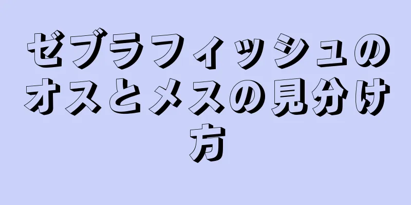 ゼブラフィッシュのオスとメスの見分け方