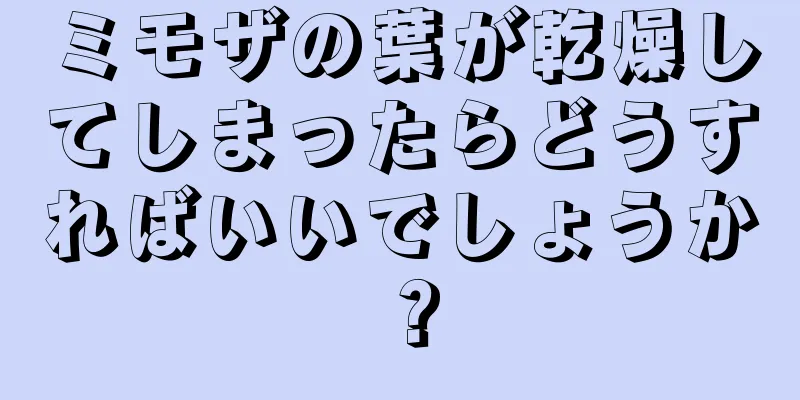 ミモザの葉が乾燥してしまったらどうすればいいでしょうか？