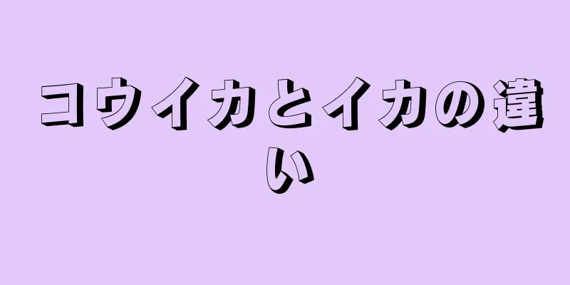 コウイカとイカの違い