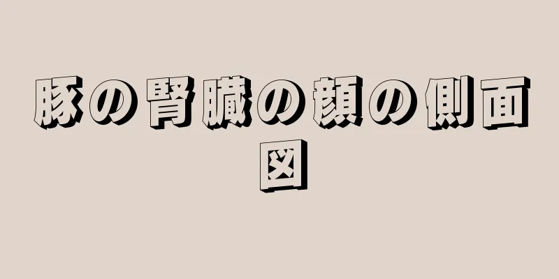 豚の腎臓の顔の側面図