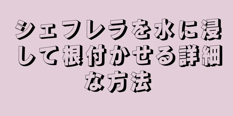 シェフレラを水に浸して根付かせる詳細な方法