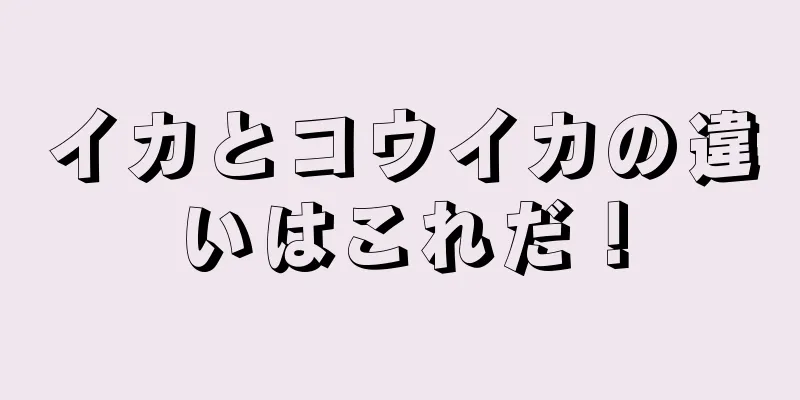 イカとコウイカの違いはこれだ！