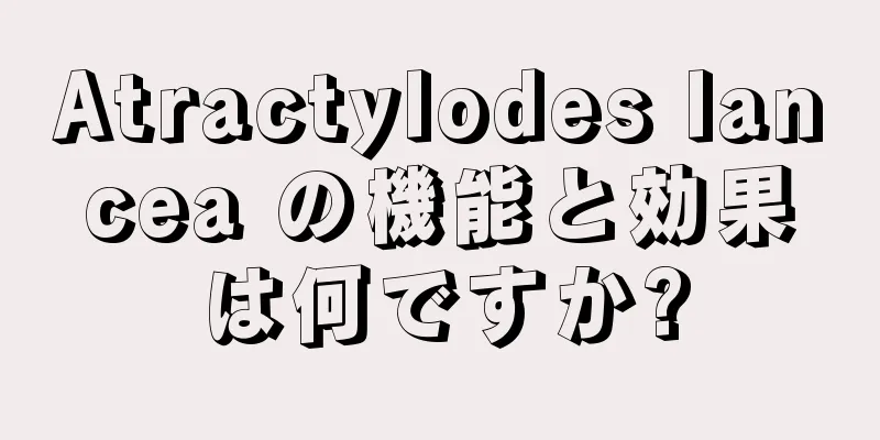 Atractylodes lancea の機能と効果は何ですか?