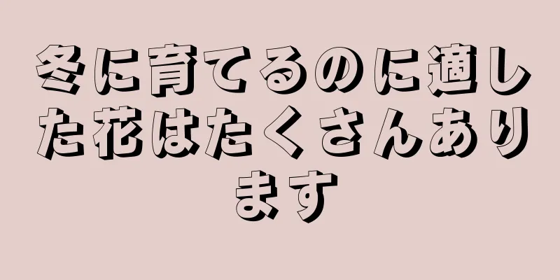 冬に育てるのに適した花はたくさんあります