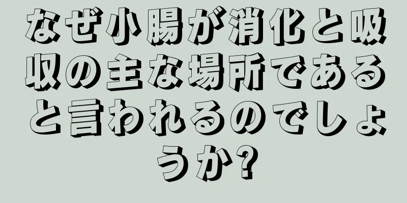 なぜ小腸が消化と吸収の主な場所であると言われるのでしょうか?