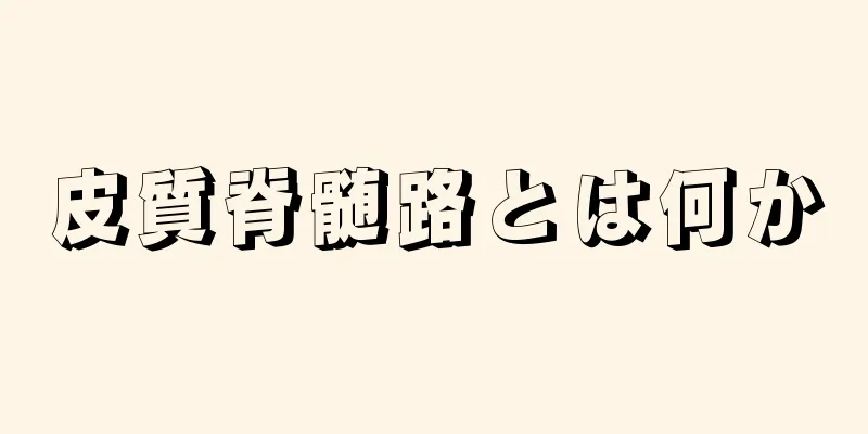 皮質脊髄路とは何か