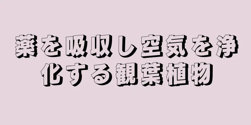 薬を吸収し空気を浄化する観葉植物