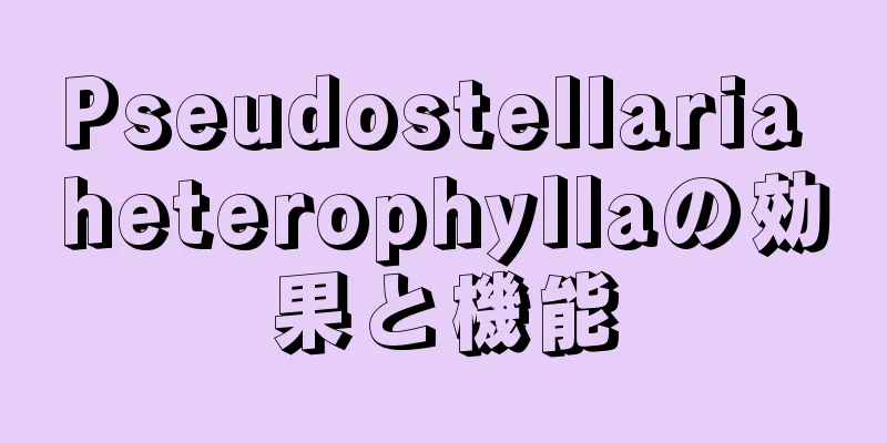 Pseudostellaria heterophyllaの効果と機能